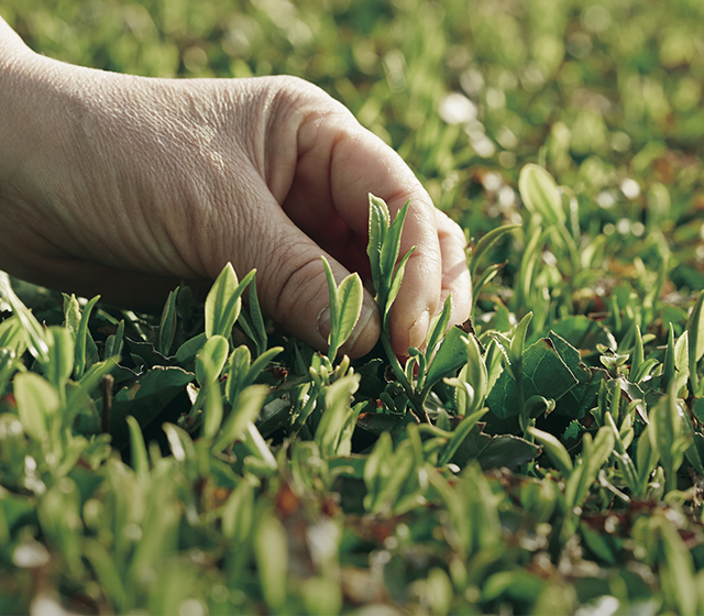 C:\Users\amore\Desktop p1.jpg